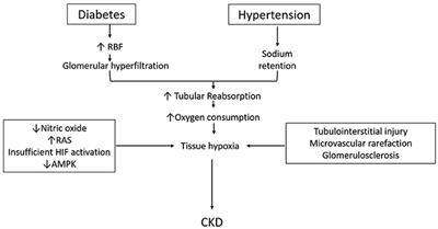 Renal Oxygenation in the Pathophysiology of Chronic Kidney Disease